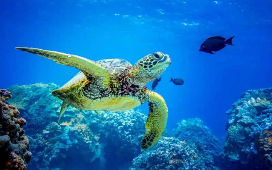 Video: Khám phá "giác quan thứ sáu" của các loài động vật