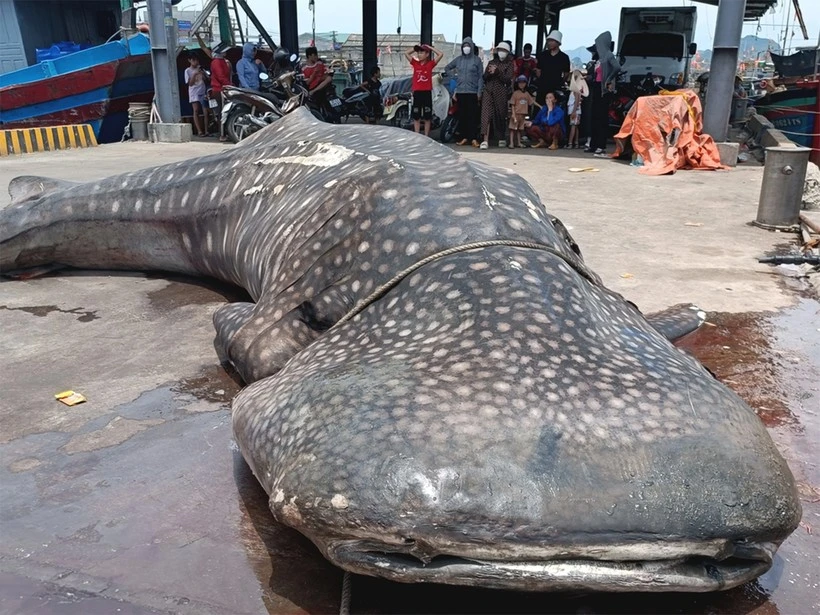 Cá nhám voi dạt vào bờ: Điềm lành trong tín ngưỡng của ngư dân?