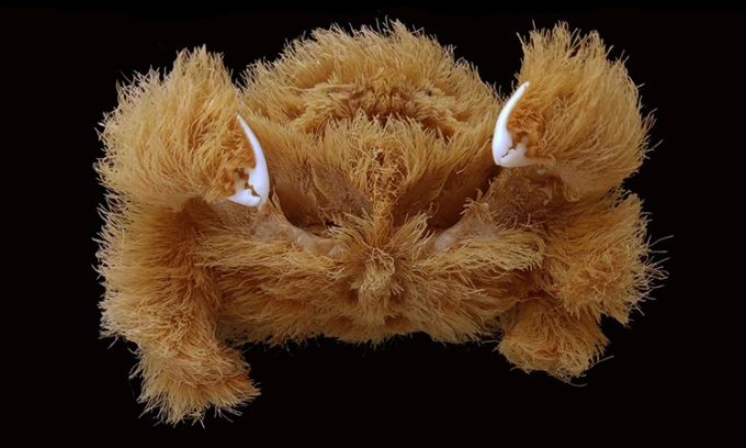 Video: Phát hiện loài cua mới mặc “áo khoác” lông xù