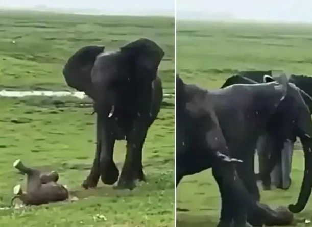 Video: Voi mẹ sinh con trong tư thế đứng giữa đồng cỏ mênh mông