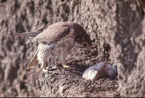 Video: Chim cắt thảo nguyên hạ đo ván vịt trời với tốc độ tia chớp