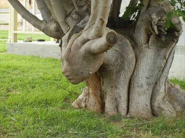 Những cây có hình thù kỳ dị: Cây như quái vật, cây như ác quỷ