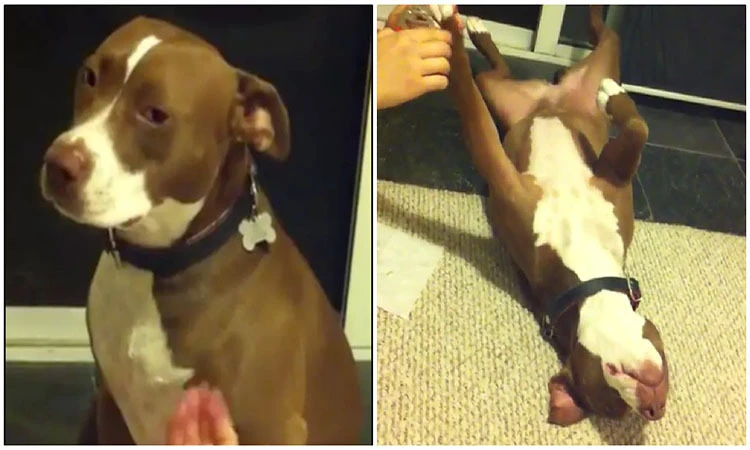 Cười ngất với chú chó giả vờ ngất xỉu để không bị cắt móng chân