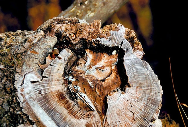 Video: Kinh ngạc về khả năng ngụy trang của chim cú