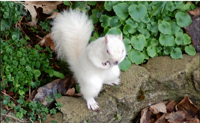 Video: Mê mẩn 15 loài động vật đã tuyệt đẹp còn dễ thương