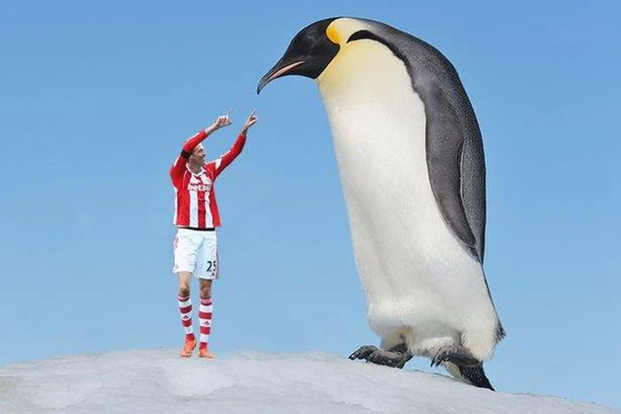 Video: Giật mình khi chiêm ngưỡng 7 loài chim khổng lồ nhất hành tinh