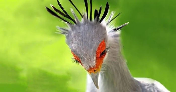 Kinh ngạc với những độc chiêu “truy sát” con mồi của động vật