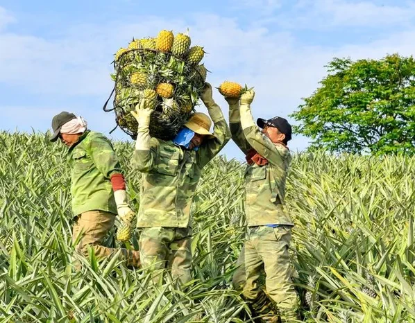 Video: Nhọc nhằn mưu sinh bằng nghề “cõng” dứa thuê