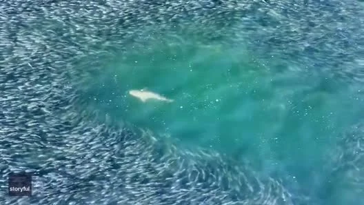 Xem khoảnh khắc cá mập săn mồi được ghi lại từ trên cao