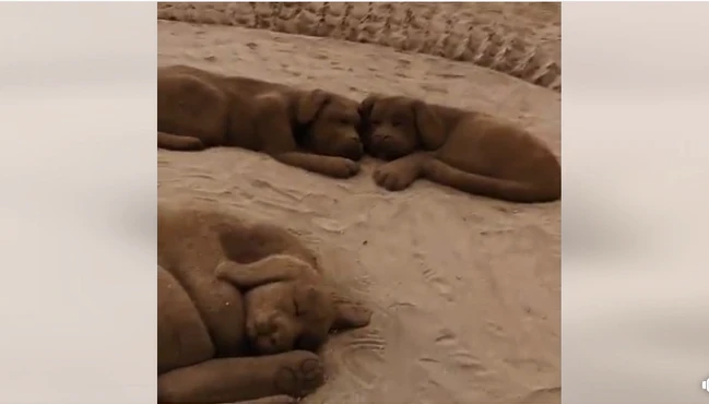 Kinh ngạc với tạo hình đàn chó giống như thật từ cát và nước biển