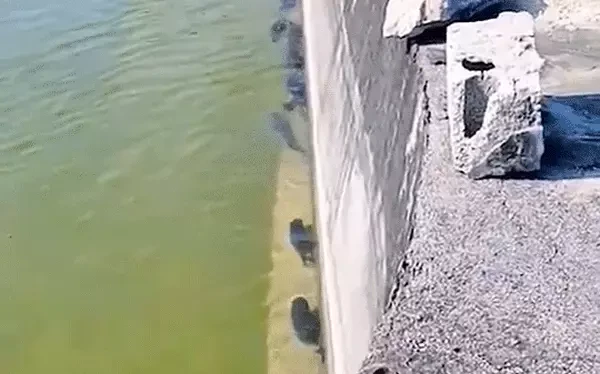 Video: Cảnh tượng lạ có 1-0-2: cả đàn cá xếp hàng dọc bơi thẳng tắp