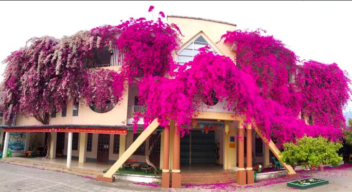 Ngắm giàn hoa giấy siêu khủng trong sân trường mầm non Sơn La