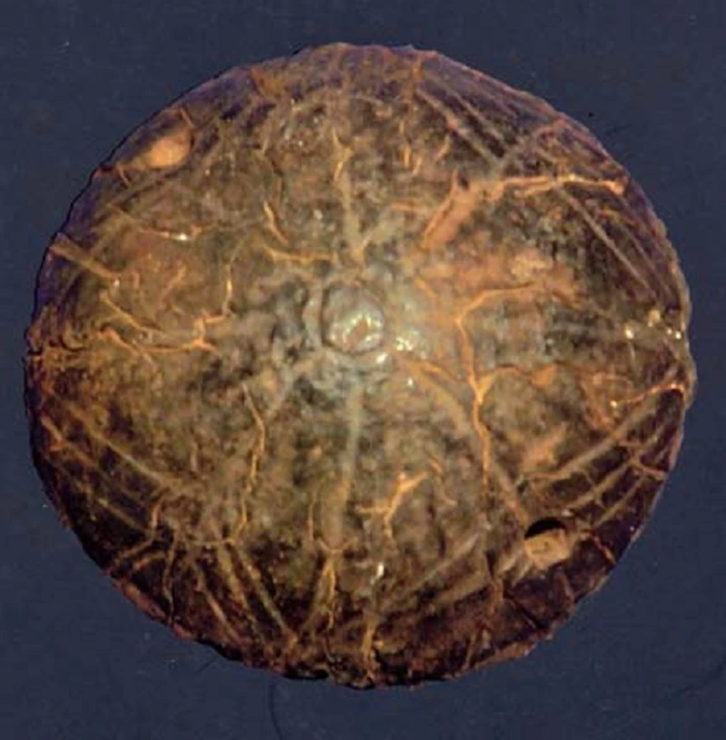 Video: Mỹ nữ 4.800 tuổi có mắt nhựa gắn vàng