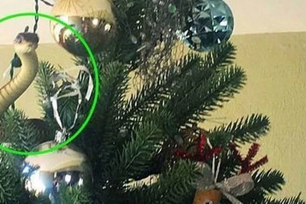 Video: Bất ngờ với “vị khách không mời mà đến” trên cây thông Noel