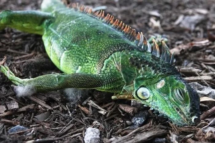 Bão tuyết kinh hoàng tại Mỹ, cự đà “đông cứng” rơi khỏi cây