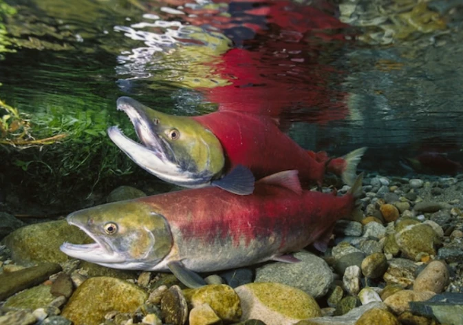 Loài vật duy nhất khiến Trái đất rung chuyển mỗi lần “ân ái“