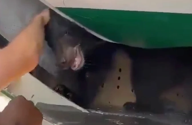 Gấu sổng chuồng trong khoang hàng khiến máy bay hoãn cất cánh