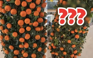 Video: Sốc với cây quýt “lạ đời” nhất Việt Nam 