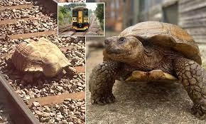 Video: Dịch vụ đường sắt gián đoạn vì chú rùa lang thang trên đường ray