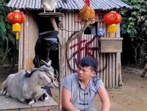 Nam ca sĩ bỏ phố lên rừng, nổi tiếng nhờ thú cưng biết pha trò