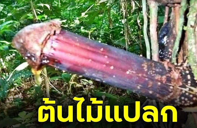 Choáng váng trước vẻ bề ngoài của cây cọ Huacrapona