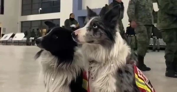 Các “chuyên gia cứu hộ đặc biệt” lên đường đến Thổ Nhĩ Kỳ