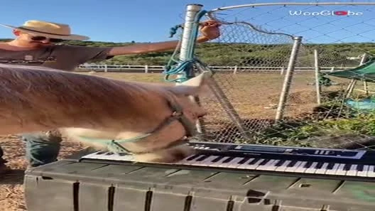 Video: Kinh ngạc với khả năng chơi đàn điêu luyện của ba chú ngựa