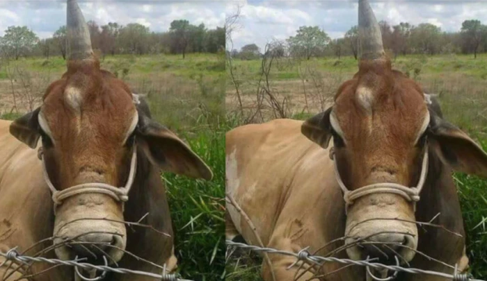 Xôn xao chú bò một sừng giống kỳ lân huyền thoại ở Brazil