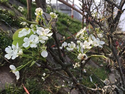 Video: Người Hà Nội chi tiền triệu chơi lê rừng sau Tết