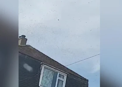 Thị trấn bị bầy ong khổng lồ xâm chiếm khiến người dân hoang mang