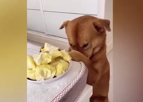 Cười ngất xem chú chó bịt mũi, nhăn mặt khi ngửi sầu riêng