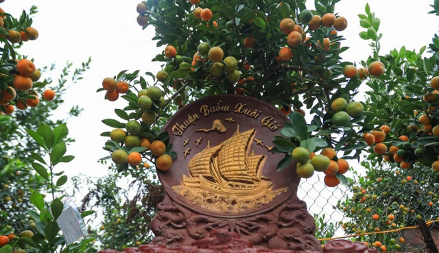 Video: Các mẫu quất độc đáo nhất được “trình làng” trong dịp Tết