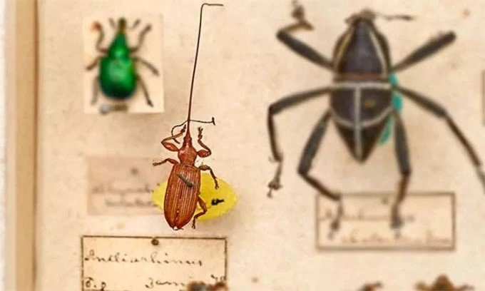 Video: Khám phá loài vật có đầu lớn nhất hành tinh