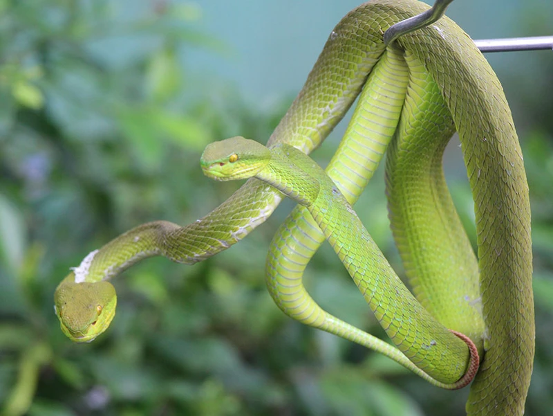 Video: Hàng nghìn con rắn quấn trên cây khiến nhiều người yếu tim khiếp vía