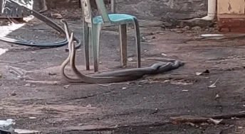 Giành bạn tình, hai con rắn mamba đen khổng lồ “choảng nhau”