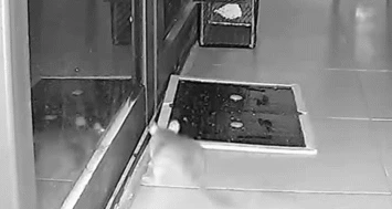 Cười lăn lộn với chú chuột tinh quái "đánh lừa" bẫy của chủ nhà