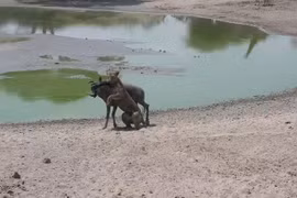 CLIP: Linh dương đầu bò bất lực giành sự sống trước sư tử