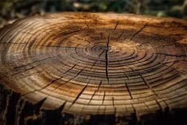 Vòng trong thân cây gỗ thú vị hơn là số tuổi của cây