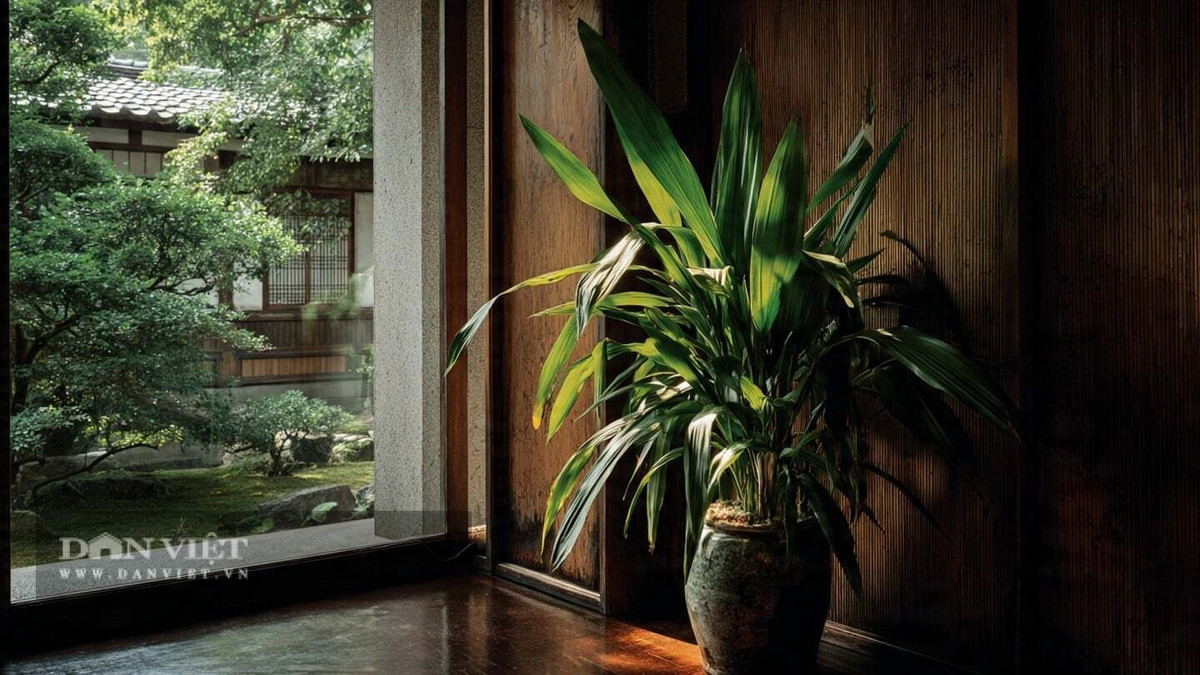 1. Cây cảnh: Cây gang. Cây gang (Aspidistra elatior), còn gọi là tỏi rừng, tỏi đá, sầm vừng nưa, có tên tiếng Anh là Cast iron plant. Ngay từ tên gọi đã cho thấy sức sống “cứng rắn như gang thép” của loài cây này.