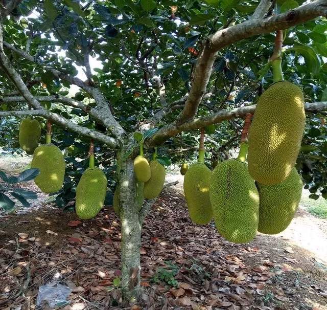 Nên mua cây giống khỏe mạnh, cao khoảng 40-60cm, rễ phát triển tốt, không sâu bệnh, từ các vườn ươm uy tín. Có thể chọn cây ghép để nhanh ra quả hơn cây trồng từ hạt.