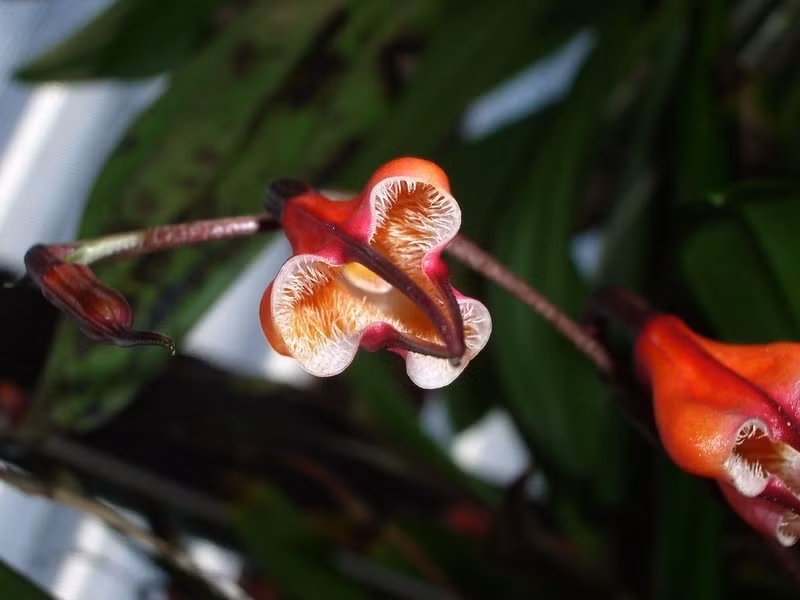 Lan mặt khỉ sodiroi được tìm thấy trong các khu rừng độ cao 1.800-2.430 m hoặc là địa lan thì ở ven đường, ở Ecuador