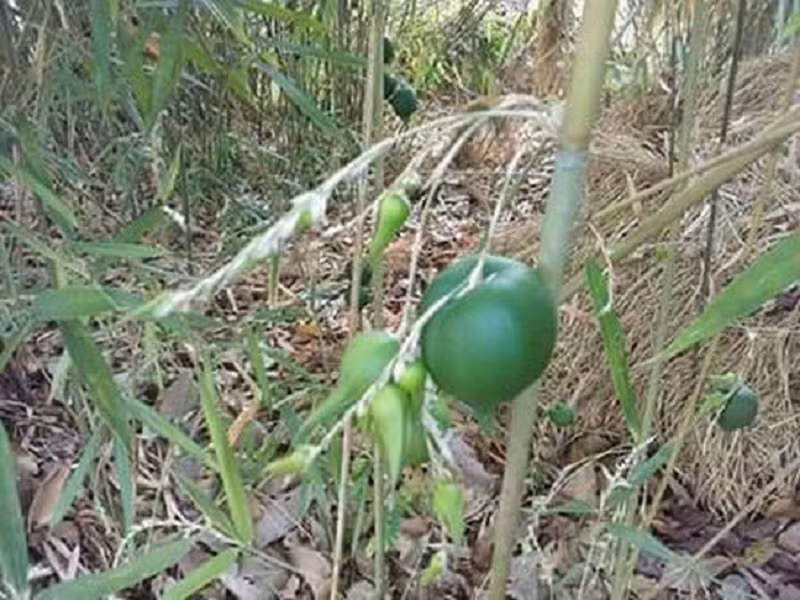 Ở Việt Nam, tre lê cũng có thể bắt gặp loại quả này (nhưng kích cỡ nhỏ hơn) tại các vùng núi.