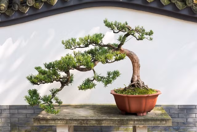 3. Tùng la hán mini: La hán tùng dáng bonsai mang cảm giác chín chắn và bền bỉ. Cây tượng trưng cho sức khỏe và phú quý nên rất hợp bàn tiếp khách hay bàn làm việc của người quản lý.