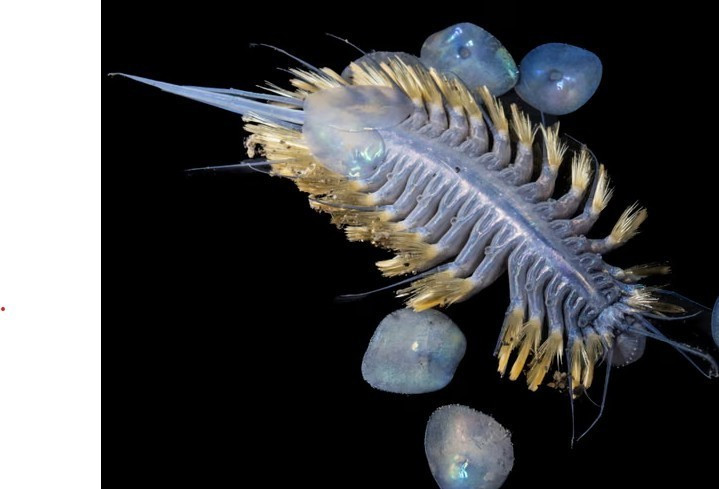 View - 'Quả bóng tử thần' dưới biển sâu hé lộ bọt biển ăn thịt hiếm gặp | Báo Tri thức và Cuộc sống - TIN TỨC PHỔ BIẾN KIẾN THỨC 24H