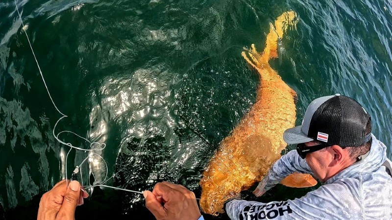 Xanthism cực kỳ hiếm trong thế giới động vật, đã được ghi nhận ở một số loài cá, chim và bò sát nhưng với số lượng rất hạn chế.