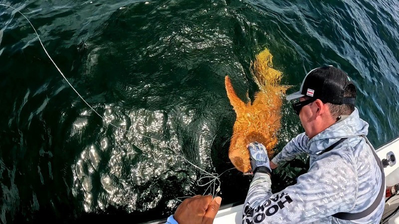 Các nhà khoa học thuộc Đại học Liên bang Rio Grande kết luận sắc tố bất thường này không ảnh hưởng đến khả năng sống sót của cá.