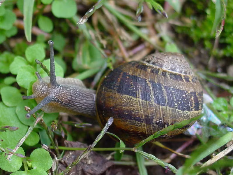Ốc sên vườn châu Âu (Helix aspersa) dài 3 - 5cm, phân bố rộng ở các mảnh vườn, bờ giậu, đụn cát và khu rừng châu Âu. Loài ốc này có vỏ nhăn, hoa văn khá đa dạng.