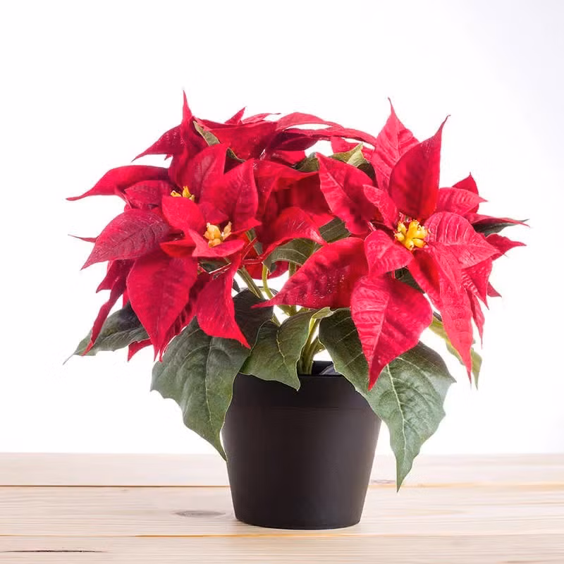 2. Cây trạng nguyên – biểu tượng thành công và thăng tiến. Đặc điểm: Lá đỏ rực vào mùa đông, từng được gọi là “hoa của sự đỗ đạt”.