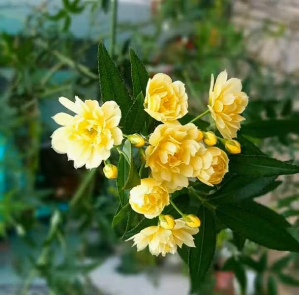 Hoa hồng Rosa Banksiae, thường được biết đến với tên gọi Mộc Hương, Hường mân côi, Kim ngân Nữ, là một loài hoa hồng độc đáo có nguồn gốc từ miền Trung và miền Tây Trung Quốc. Hoa hồng Banksiae là loài hoa hồng duy nhất không có gai, với lá thường xanh dài và hoa nhỏ màu trắng hoặc vàng nhạt. Hoa nở từ mùa xuân đến mùa thu, mang theo mùi thơm dịu dàng của Violet. Hoa hồng Banksiae với bông hoa nhỏ pha trắng và vàng nhạt, hình dáng độc đáo làm cho nó nổi bật trong thế giới hoa hồng.