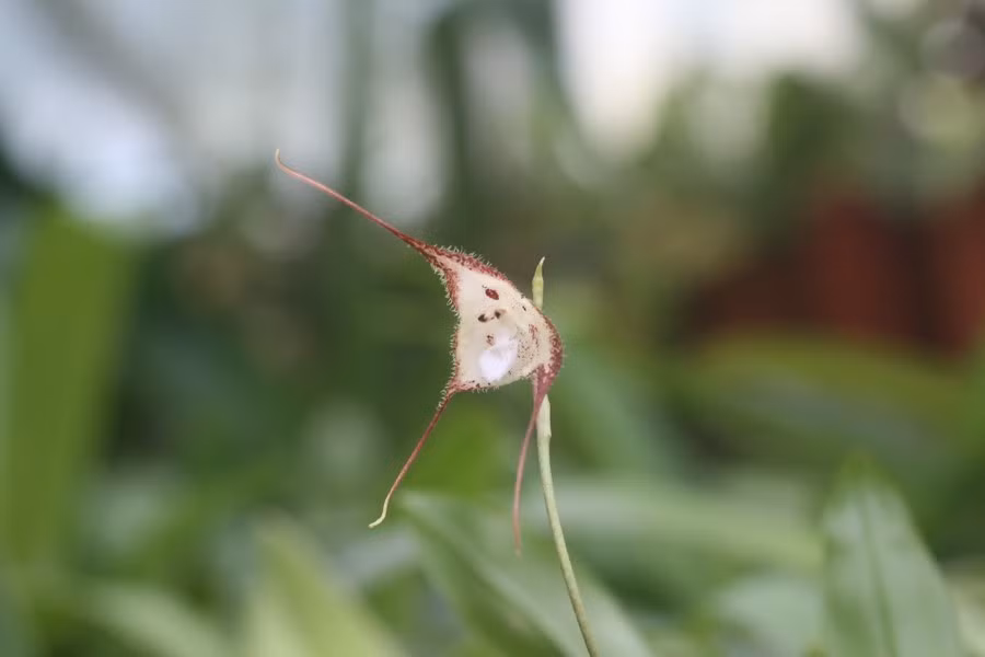 Lan mặt khỉ Cordobae được tìm thấy tại các khu rừng có độ cao 800-1.000 m, ở Ecuador.